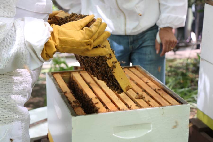 Beekeepers inspecting hives at Bryant Park Apiary