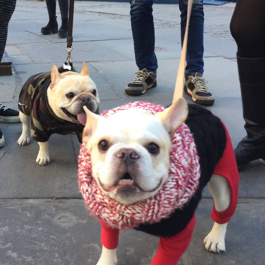 Two French Bulldogs in Bryant Park