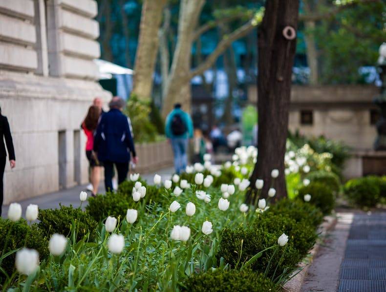 White tulips look stunning on a path along the New York Public Library in Bryant Park, New York City, waving gently as visitors walk by.